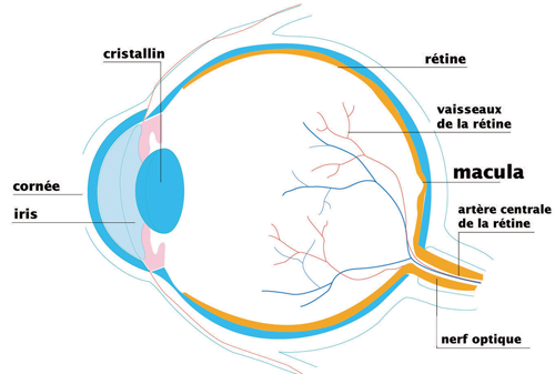maladies de la macula journées macula